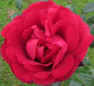 ONE IN A MILLION (floribunda)